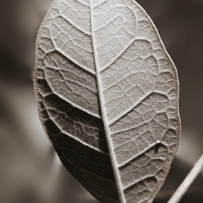 Monochrome