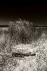 img 0196-nb-toned-Large-