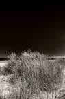 img 0182-nb-toned-Large-